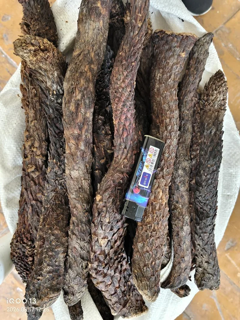现货批发肉苁蓉，+998951636818
