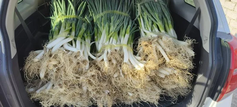 🥬【自家种的山东章丘大葱，新鲜上市