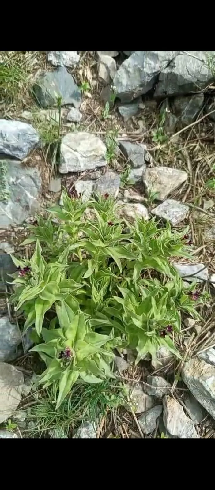 野生的软紫草  想要的老板联系我