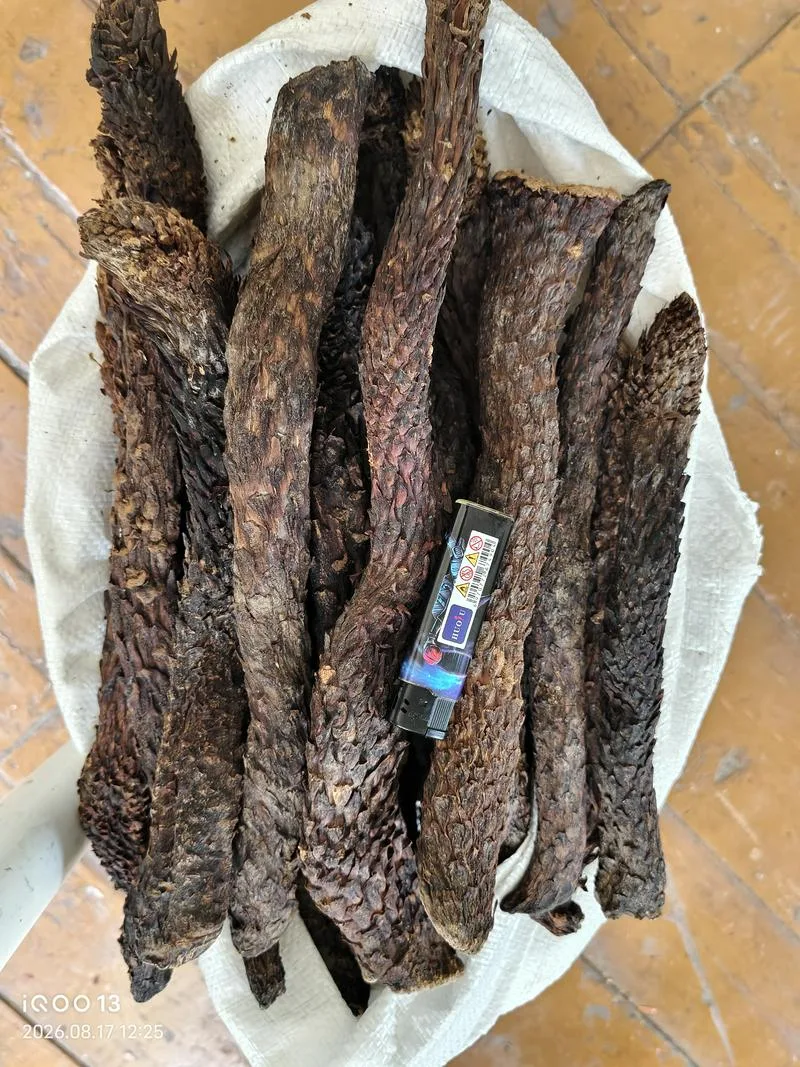 现货批发肉苁蓉，+998951636818
