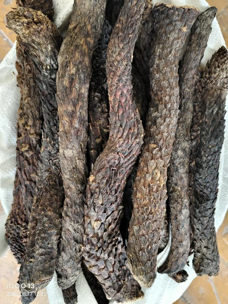 现货批发肉苁蓉，+998951636818