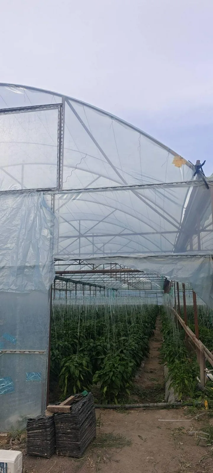 招聘安装大棚薄膜工人4名，工资面议，+77071721081