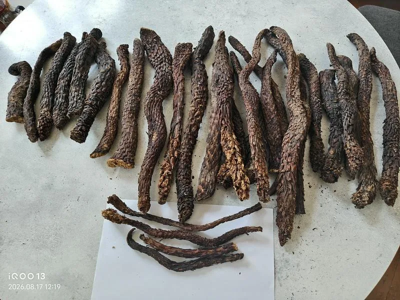 现货批发肉苁蓉，+998951636818