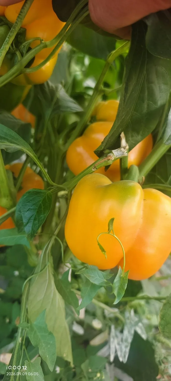 长树附近蔬菜大棚基地需要大量女工摘彩椒，工资面议，+77476695196加哇撒谱