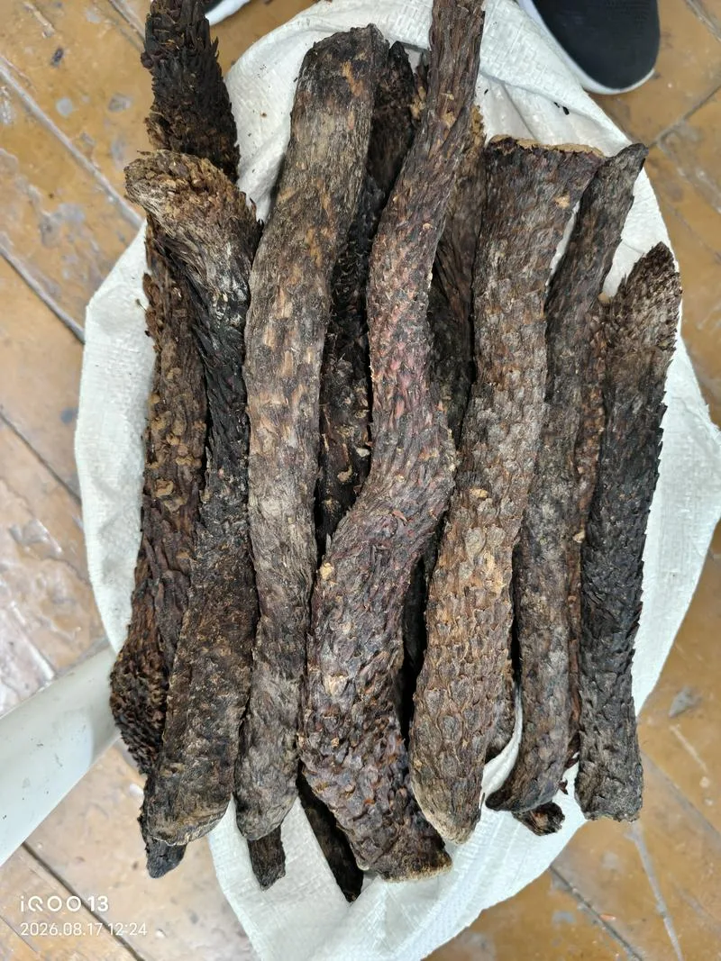 现货批发肉苁蓉，+998951636818