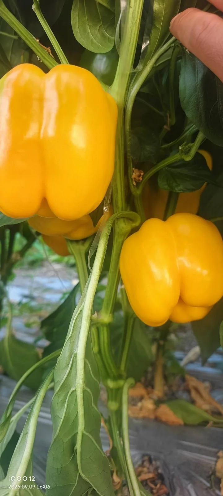 长树附近蔬菜大棚基地需要大量女工摘彩椒，工资面议，+77476695196加哇撒谱