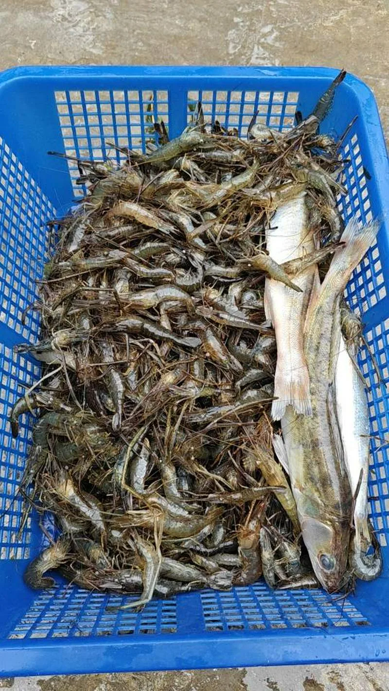 锡尔河野生河虾，活的，冰冻的，要的联系